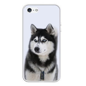 Чехол для iPhone 5/5S матовый с принтом ХАСКИ в Кировске, Силикон | Область печати: задняя сторона чехла, без боковых панелей | dog | husky | милый | пес | песик | собака | собачка | хаски | щенок