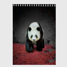 Скетчбук с принтом ПАНДА в Кировске, 100% бумага
 | 48 листов, плотность листов — 100 г/м2, плотность картонной обложки — 250 г/м2. Листы скреплены сверху удобной пружинной спиралью | panda | большая | в зоопарке | забавная | медведь | милая | панда | пандочка