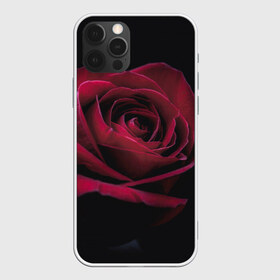 Чехол для iPhone 12 Pro Max с принтом роза в Кировске, Силикон |  | гибридная роза | красная роза | роза | чайная роза | черная роза