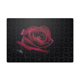 Пазл магнитный 126 элементов с принтом роза в Кировске, полимерный материал с магнитным слоем | 126 деталей, размер изделия —  180*270 мм | гибридная роза | красная роза | роза | чайная роза | черная роза