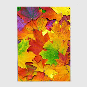 Постер с принтом Осенние листья в Кировске, 100% бумага
 | бумага, плотность 150 мг. Матовая, но за счет высокого коэффициента гладкости имеет небольшой блеск и дает на свету блики, но в отличии от глянцевой бумаги не покрыта лаком | клён | краски | листья | осень | радуга | разноцветный | яркая