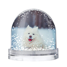 Снежный шар с принтом САМОЕД в Кировске, Пластик | Изображение внутри шара печатается на глянцевой фотобумаге с двух сторон | animals | dog | winter | домашние | друг | животные | звери | зима | лайка | пес | песель | природа | пушистый | самоед | собаки | собачка | хаски
