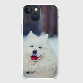 Чехол для iPhone 13 mini с принтом САМОЕД в Кировске,  |  | animals | dog | winter | домашние | друг | животные | звери | зима | лайка | пес | песель | природа | пушистый | самоед | собаки | собачка | хаски