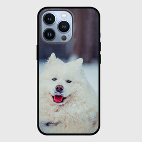 Чехол для iPhone 13 Pro с принтом САМОЕД в Кировске,  |  | animals | dog | winter | домашние | друг | животные | звери | зима | лайка | пес | песель | природа | пушистый | самоед | собаки | собачка | хаски
