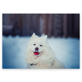 Поздравительная открытка с принтом САМОЕД в Кировске, 100% бумага | плотность бумаги 280 г/м2, матовая, на обратной стороне линовка и место для марки
 | animals | dog | winter | домашние | друг | животные | звери | зима | лайка | пес | песель | природа | пушистый | самоед | собаки | собачка | хаски