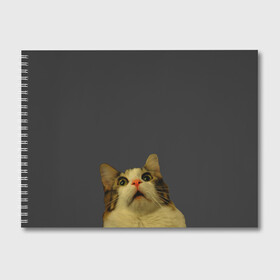 Альбом для рисования с принтом Коте смотрит вверх в Кировске, 100% бумага
 | матовая бумага, плотность 200 мг. | cat | up | вверх | кот | подглядывание | удивление