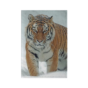 Обложка для паспорта матовая кожа с принтом Тигр в Кировске, натуральная матовая кожа | размер 19,3 х 13,7 см; прозрачные пластиковые крепления | Тематика изображения на принте: животное | животные | звери | зверь | зима | кот | кошка | природа | снег | тигр | тигра | тигры | хищник | хищники