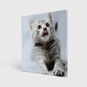 Холст квадратный с принтом серый котенок в Кировске, 100% ПВХ |  | grey kitten | kitten | котенок | милый котенок | серый котенок