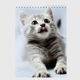 Скетчбук с принтом серый котенок в Кировске, 100% бумага
 | 48 листов, плотность листов — 100 г/м2, плотность картонной обложки — 250 г/м2. Листы скреплены сверху удобной пружинной спиралью | grey kitten | kitten | котенок | милый котенок | серый котенок