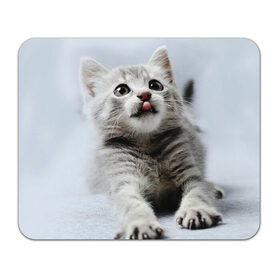 Коврик для мышки прямоугольный с принтом серый котенок в Кировске, натуральный каучук | размер 230 х 185 мм; запечатка лицевой стороны | grey kitten | kitten | котенок | милый котенок | серый котенок