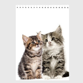 Скетчбук с принтом котята в Кировске, 100% бумага
 | 48 листов, плотность листов — 100 г/м2, плотность картонной обложки — 250 г/м2. Листы скреплены сверху удобной пружинной спиралью | cute kittens | kittens | котята | красивые котята | милые котята