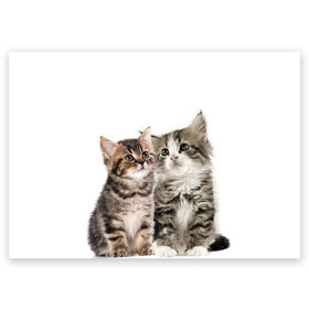 Поздравительная открытка с принтом котята в Кировске, 100% бумага | плотность бумаги 280 г/м2, матовая, на обратной стороне линовка и место для марки
 | cute kittens | kittens | котята | красивые котята | милые котята