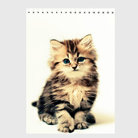 Скетчбук с принтом котёнок в Кировске, 100% бумага
 | 48 листов, плотность листов — 100 г/м2, плотность картонной обложки — 250 г/м2. Листы скреплены сверху удобной пружинной спиралью | cute kitten | kitten | котёнок | красивый котёнок | милый котёнок