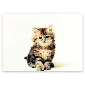 Поздравительная открытка с принтом котёнок в Кировске, 100% бумага | плотность бумаги 280 г/м2, матовая, на обратной стороне линовка и место для марки
 | cute kitten | kitten | котёнок | красивый котёнок | милый котёнок