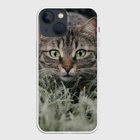 Чехол для iPhone 13 mini с принтом Кошка в Кировске,  |  | животное | животные | звери | зверь | киса | киска | киски | кот | котики | коты | кошка | питомец | питомцы | природа | хищник | хищники