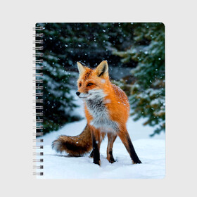 Тетрадь с принтом Лиса в зимнем лесу в Кировске, 100% бумага | 48 листов, плотность листов — 60 г/м2, плотность картонной обложки — 250 г/м2. Листы скреплены сбоку удобной пружинной спиралью. Уголки страниц и обложки скругленные. Цвет линий — светло-серый
 | Тематика изображения на принте: fox | foxy | в | животные | звери | зима | зимний | зимняя | лес | лиса | лисичка | лисы | природа | снег | снежная