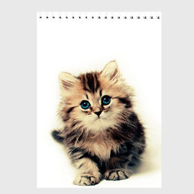Скетчбук с принтом катёнок в Кировске, 100% бумага
 | 48 листов, плотность листов — 100 г/м2, плотность картонной обложки — 250 г/м2. Листы скреплены сверху удобной пружинной спиралью | Тематика изображения на принте: cute kitten | kitten | котёнок | красивый котёнок | милый котёнок