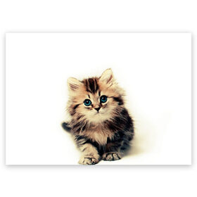 Поздравительная открытка с принтом катёнок в Кировске, 100% бумага | плотность бумаги 280 г/м2, матовая, на обратной стороне линовка и место для марки
 | cute kitten | kitten | котёнок | красивый котёнок | милый котёнок