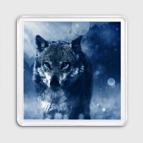 Магнит 55*55 с принтом Красивый волк в Кировске, Пластик | Размер: 65*65 мм; Размер печати: 55*55 мм | wolf | ауф | волк | волчонок | зима | синеглазый волк