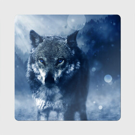 Магнит виниловый Квадрат с принтом Красивый волк в Кировске, полимерный материал с магнитным слоем | размер 9*9 см, закругленные углы | wolf | ауф | волк | волчонок | зима | синеглазый волк