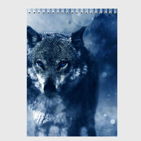 Скетчбук с принтом Красивый волк в Кировске, 100% бумага
 | 48 листов, плотность листов — 100 г/м2, плотность картонной обложки — 250 г/м2. Листы скреплены сверху удобной пружинной спиралью | wolf | ауф | волк | волчонок | зима | синеглазый волк