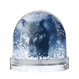 Снежный шар с принтом Красивый волк в Кировске, Пластик | Изображение внутри шара печатается на глянцевой фотобумаге с двух сторон | wolf | ауф | волк | волчонок | зима | синеглазый волк