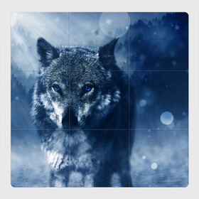 Магнитный плакат 3Х3 с принтом Красивый волк в Кировске, Полимерный материал с магнитным слоем | 9 деталей размером 9*9 см | wolf | ауф | волк | волчонок | зима | синеглазый волк