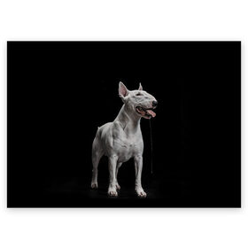 Поздравительная открытка с принтом Bully в Кировске, 100% бумага | плотность бумаги 280 г/м2, матовая, на обратной стороне линовка и место для марки
 | Тематика изображения на принте: bull terrier | dog | ears | eyes | fangs | jaw | muzzle | paws | saliva | tongue | бультерьер | глаза | клыки | лапы | нос | пасть | слюна | собака | уши | язык