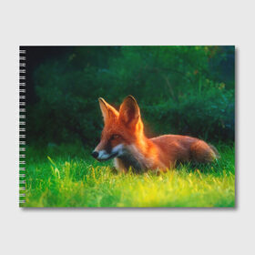 Альбом для рисования с принтом Рыжая лиса в Кировске, 100% бумага
 | матовая бумага, плотность 200 мг. | Тематика изображения на принте: fox | foxy | животное | звери | лиса | лисенок | лисичка | милая | рыжая | фокс