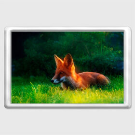 Магнит 45*70 с принтом Рыжая лиса в Кировске, Пластик | Размер: 78*52 мм; Размер печати: 70*45 | fox | foxy | животное | звери | лиса | лисенок | лисичка | милая | рыжая | фокс