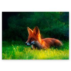 Поздравительная открытка с принтом Рыжая лиса в Кировске, 100% бумага | плотность бумаги 280 г/м2, матовая, на обратной стороне линовка и место для марки
 | Тематика изображения на принте: fox | foxy | животное | звери | лиса | лисенок | лисичка | милая | рыжая | фокс