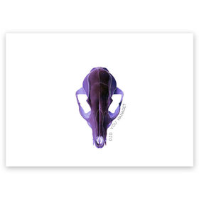 Поздравительная открытка с принтом The Skull в Кировске, 100% бумага | плотность бумаги 280 г/м2, матовая, на обратной стороне линовка и место для марки
 | альтернатива | андеграунд | гот | готика | готический стиль | готы | фиолетовый череп | череп | череп животного