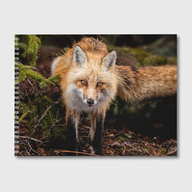 Альбом для рисования с принтом Лиса в Кировске, 100% бумага
 | матовая бумага, плотность 200 мг. | Тематика изображения на принте: fox | foxy | животное | звери | лиса | лисенок | лисичка | милая | рыжая | фокс