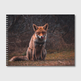 Альбом для рисования с принтом Хищная лисица в Кировске, 100% бумага
 | матовая бумага, плотность 200 мг. | Тематика изображения на принте: fox | foxy | животное | звери | лиса | лисенок | лисичка | милая | рыжая | фокс