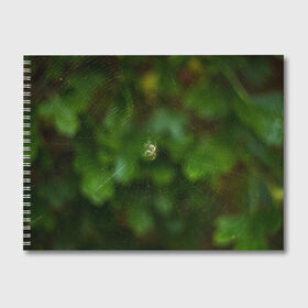 Альбом для рисования с принтом Паучок в Кировске, 100% бумага
 | матовая бумага, плотность 200 мг. | spider | web | зелень | лес | макро | паук | паутина | природа