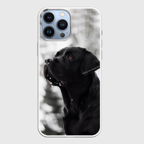 Чехол для iPhone 13 Pro Max с принтом Лабрадор Марк в Кировске,  |  | dog | winter | животные | зима | лабрадор | лабрадор ретривер | снег | собака