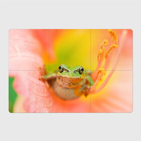 Магнитный плакат 3Х2 с принтом лягушка в цветке мило в Кировске, Полимерный материал с магнитным слоем | 6 деталей размером 9*9 см | Тематика изображения на принте: жаба | жабка | земноводное | ква | квакуха | лягушенок | лягушка | макро | мило | природа | пыльца | цветок