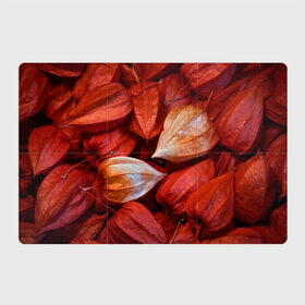 Магнитный плакат 3Х2 с принтом прекрасный красный физалис в Кировске, Полимерный материал с магнитным слоем | 6 деталей размером 9*9 см | красноватый | красные коробочки | красный | листья | осень | прикольный | природа | растения | текстура | теплый | фезалис | физалис | фонарики