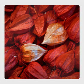 Магнитный плакат 3Х3 с принтом прекрасный красный физалис в Кировске, Полимерный материал с магнитным слоем | 9 деталей размером 9*9 см | красноватый | красные коробочки | красный | листья | осень | прикольный | природа | растения | текстура | теплый | фезалис | физалис | фонарики