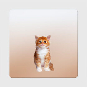 Магнит виниловый Квадрат с принтом бело-рыжий котенок реализм в Кировске, полимерный материал с магнитным слоем | размер 9*9 см, закругленные углы | Тематика изображения на принте: cat | kitten | бело рыжий | градиент | кот | котейка | котенок | котеночек | котик | котофей | котэ | кошка | малыш | милаш | мяу | нэко | реализм | рыже белый