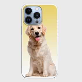 Чехол для iPhone 13 Pro с принтом Лабрадор ретривер пес в Кировске,  |  | домашние любимцы | друг | животные | золотистый ретривер | лабрадор | пес | питомец | породистый | собака