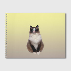 Альбом для рисования с принтом персидская пушистая кошка в Кировске, 100% бумага
 | матовая бумага, плотность 200 мг. | Тематика изображения на принте: ветеринар | градиент | домашний питомец | котейка | котик | коты | котэ | кошатник | кошатница | кошачьи | кошки | любитель животных | мяу | нэко | персидская | сиамская | смесь | шаблон