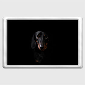 Магнит 45*70 с принтом ТАКСА в Кировске, Пластик | Размер: 78*52 мм; Размер печати: 70*45 | Тематика изображения на принте: animal | black | dog | photo | глаза | домашние | животные | звери | пес | собакен | собаки | такса | черный