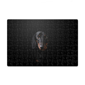 Пазл магнитный 126 элементов с принтом ТАКСА в Кировске, полимерный материал с магнитным слоем | 126 деталей, размер изделия —  180*270 мм | animal | black | dog | photo | глаза | домашние | животные | звери | пес | собакен | собаки | такса | черный