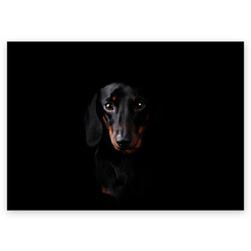 Поздравительная открытка с принтом ТАКСА в Кировске, 100% бумага | плотность бумаги 280 г/м2, матовая, на обратной стороне линовка и место для марки
 | animal | black | dog | photo | глаза | домашние | животные | звери | пес | собакен | собаки | такса | черный