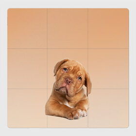 Магнитный плакат 3Х3 с принтом питбуль в Кировске, Полимерный материал с магнитным слоем | 9 деталей размером 9*9 см | ветеринару | гав | животные домашние | любителю собак | млекопитающее | мопс | мультипликационный персонаж | мультяшная собака | песики | питбуль | питомцы | псы | собакены | собаки | собачки
