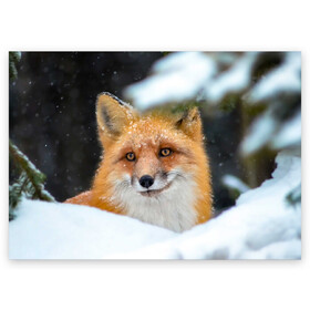 Поздравительная открытка с принтом Лисичка на сугробе в Кировске, 100% бумага | плотность бумаги 280 г/м2, матовая, на обратной стороне линовка и место для марки
 | fox | foxy | животное | звери | лиса | лисенок | лисичка | милая | рыжая | фокс