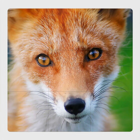 Магнитный плакат 3Х3 с принтом Крупно мордочка лисы в Кировске, Полимерный материал с магнитным слоем | 9 деталей размером 9*9 см | fox | foxy | животное | звери | лиса | лисенок | лисичка | милая | рыжая | фокс