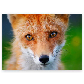 Поздравительная открытка с принтом Крупно мордочка лисы в Кировске, 100% бумага | плотность бумаги 280 г/м2, матовая, на обратной стороне линовка и место для марки
 | Тематика изображения на принте: fox | foxy | животное | звери | лиса | лисенок | лисичка | милая | рыжая | фокс