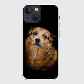 Чехол для iPhone 13 mini с принтом ГРУСТНЫЕ ГЛАЗКИ в Кировске,  |  | animal | black | dog | photo | глаза | грусть | домашние | животные | звери | пес | пушистый | собакен | собаки | черный